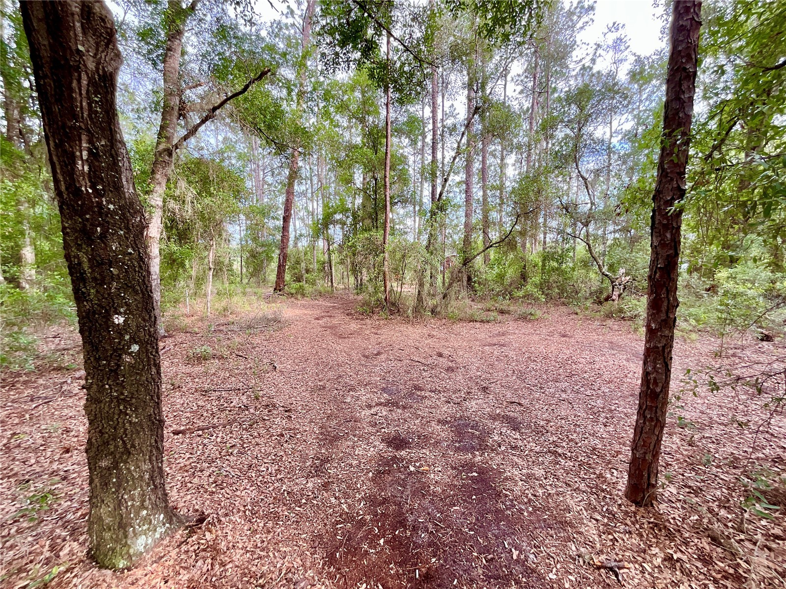 125 Silver Dollar Pond Road Hawthorne FL 32640 - GREENSILLS LKAE GC541335 image12