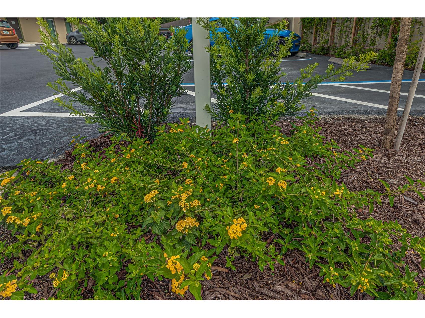 125 W Plymouth Ave Ste. 121 Road #121 Deland FL 32720 V4947288 image3