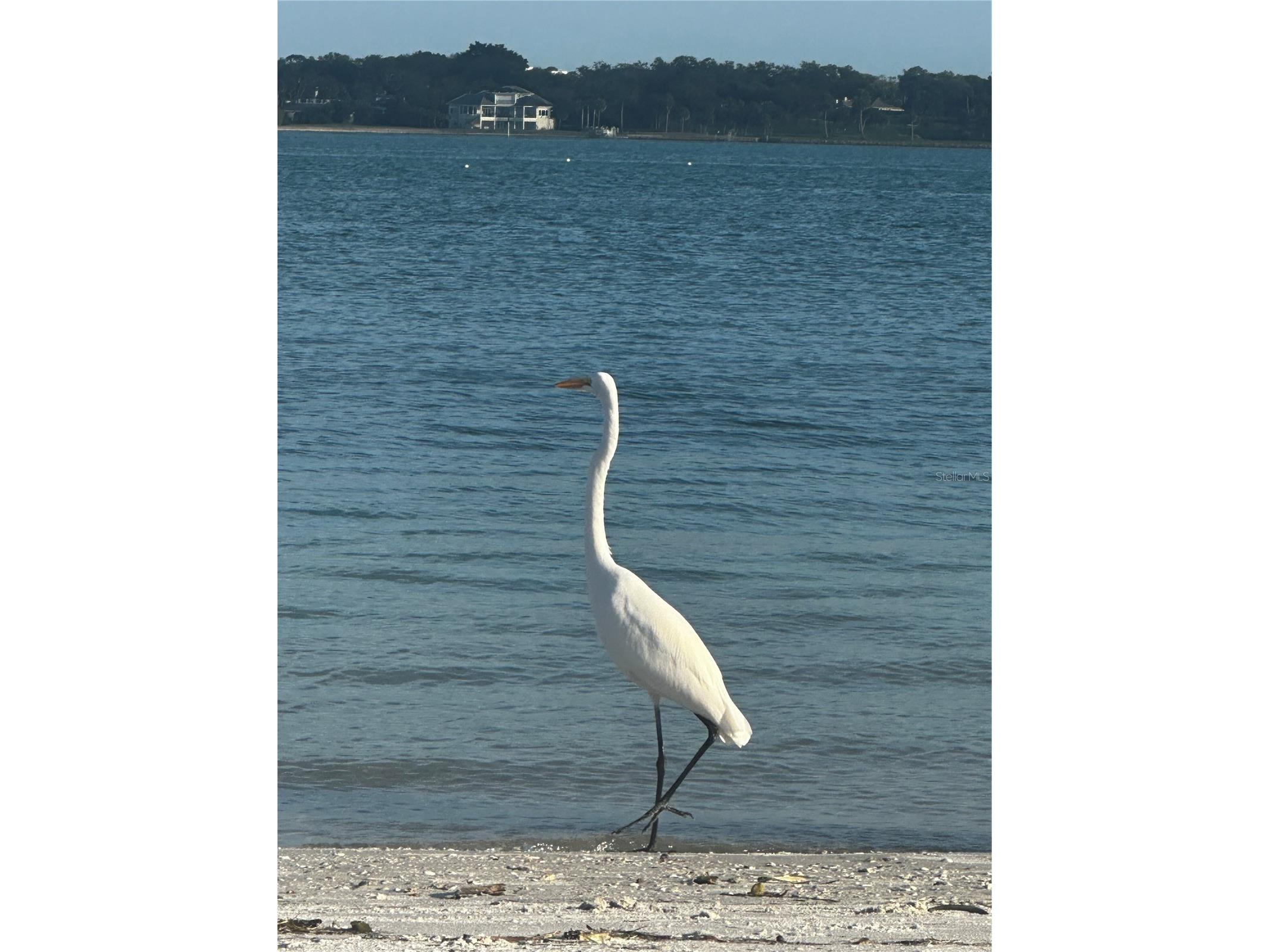 1250 Gulf Boulevard #405 Clearwater FL 33767 - GULF OF MEXICO TB8508185 image22