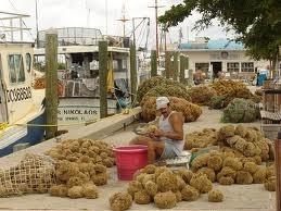 1250 S Pinellas Avenue #506 Tarpon Springs FL 34689 TB8450555 image33