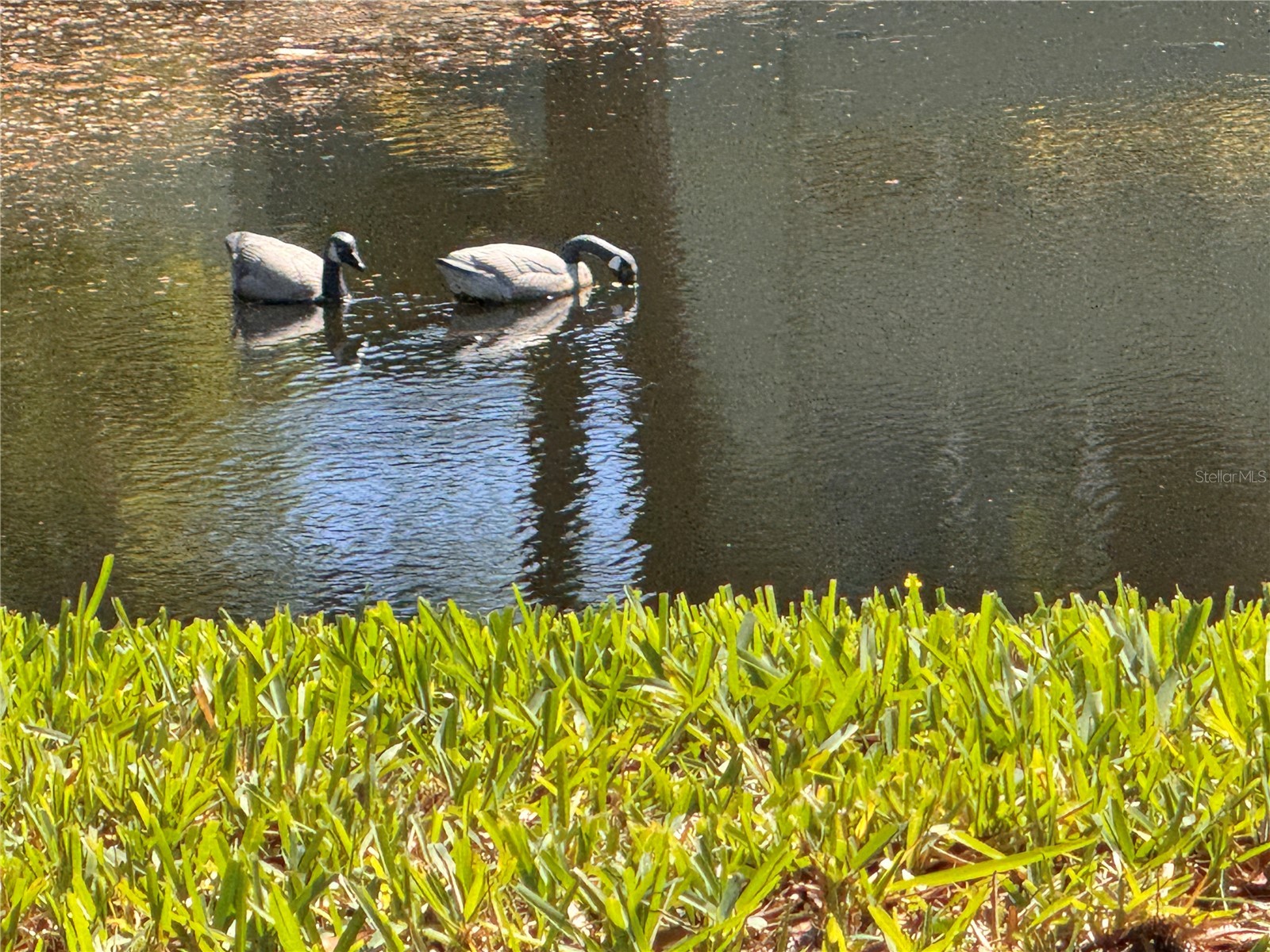 1250 S Pinellas Avenue #804 Tarpon Springs FL 34689 TB8493179 image46