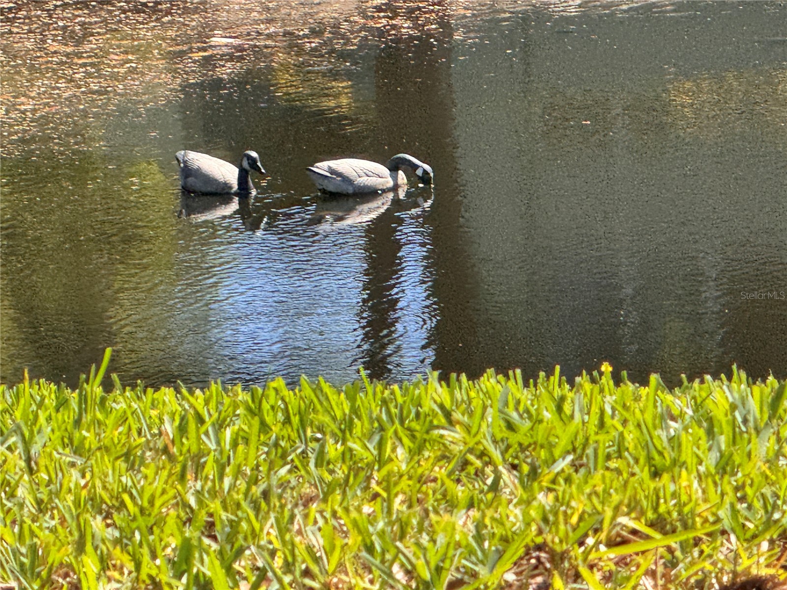 1250 S Pinellas Avenue #804 Tarpon Springs FL 34689 TB8493179 image47