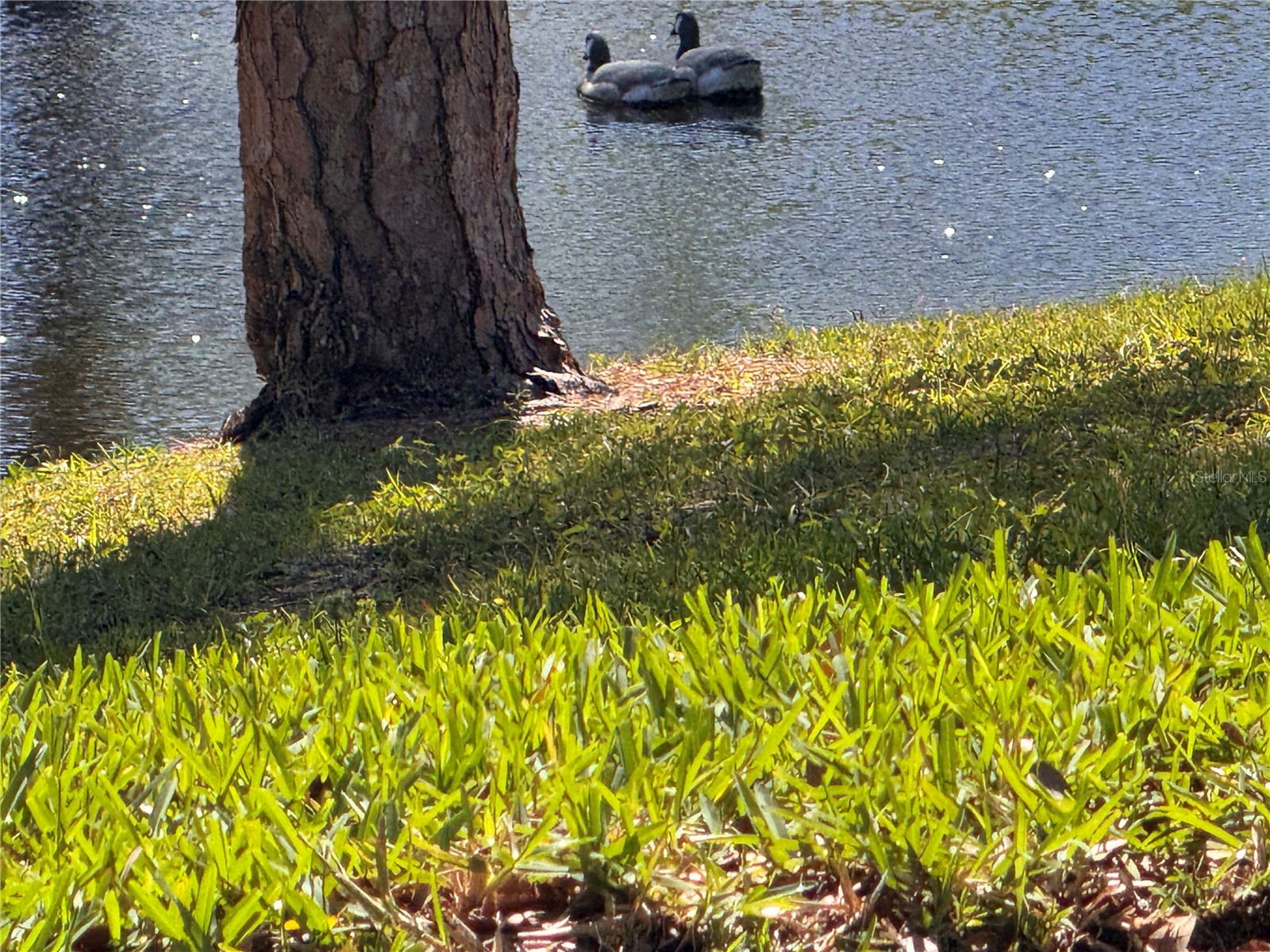 1250 S Pinellas Avenue #804 Tarpon Springs FL 34689 TB8493179 image48