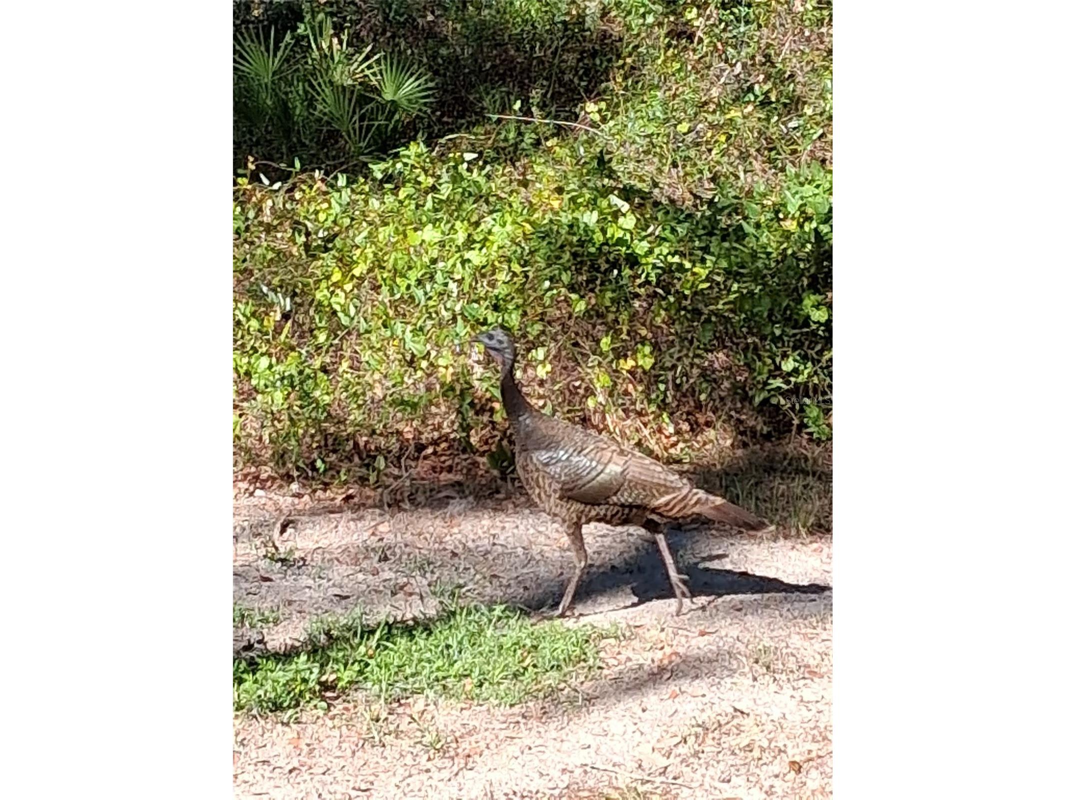 12503 Avery Road Thonotosassa FL 33592 TB8487144 image12