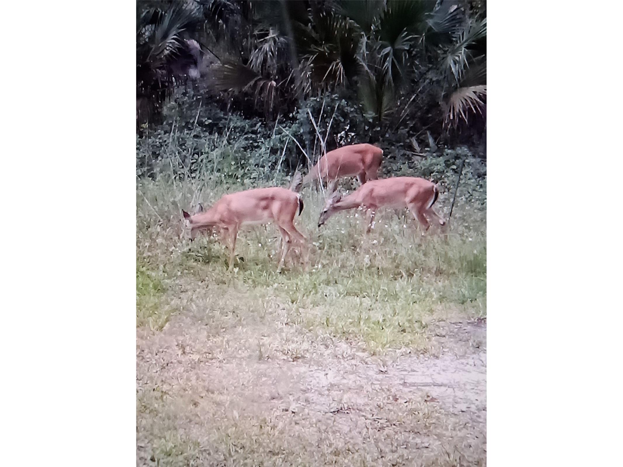 12503 Avery Road Thonotosassa FL 33592 TB8487144 image13