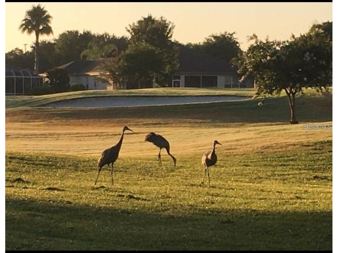 12507 SE 90th Terrace Summerfield FL 34491 OM719796 image72