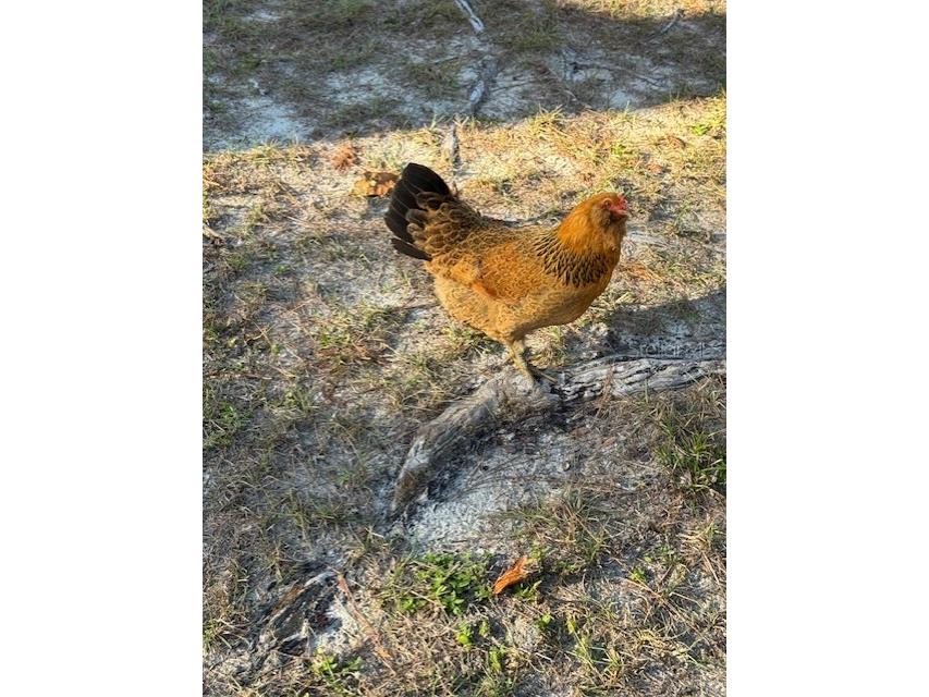 12512 Cr 685 Webster FL 33597 G5106689 image10