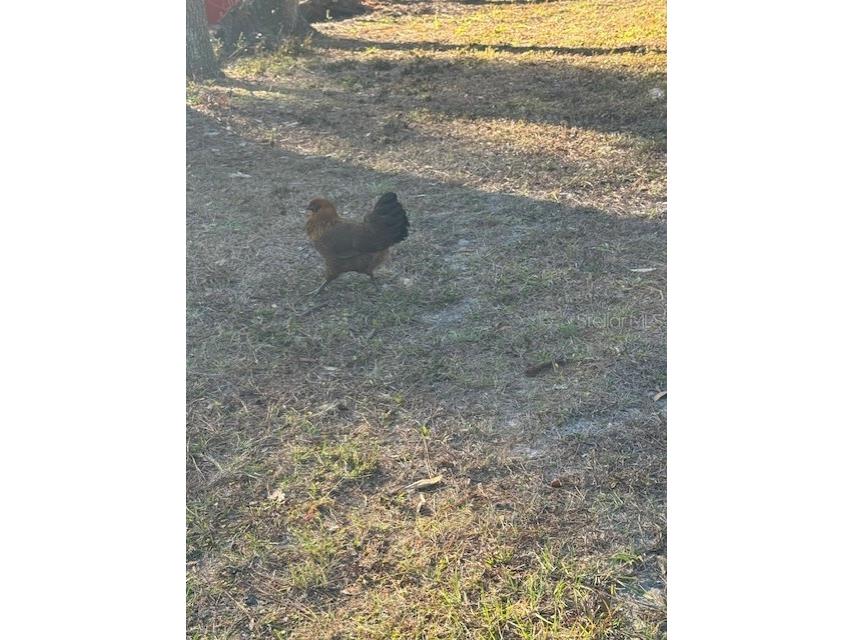 12512 Cr 685 Webster FL 33597 G5106689 image9