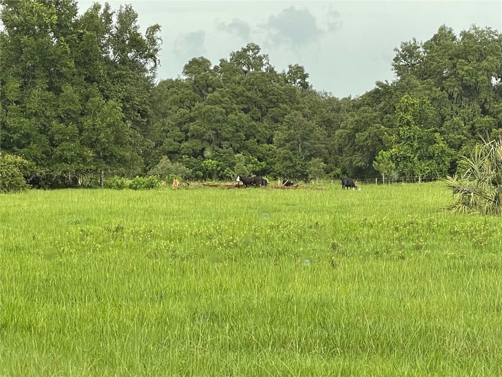 12523 Cr 721 Webster FL 33597 G5073228 image1