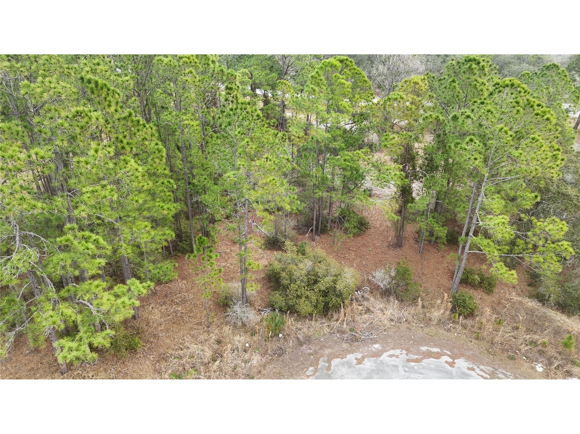 1256 Wahneta Drive Kissimmee FL 34759 O6391396 image5