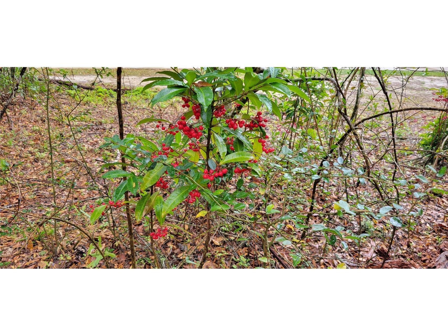 1260 SW 91st St Gainesville FL 32608 GC526664 image4