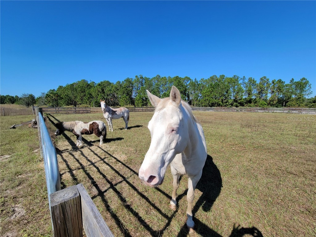 12625 Sweet Hill Road Polk City FL 33868 O6279094 image38