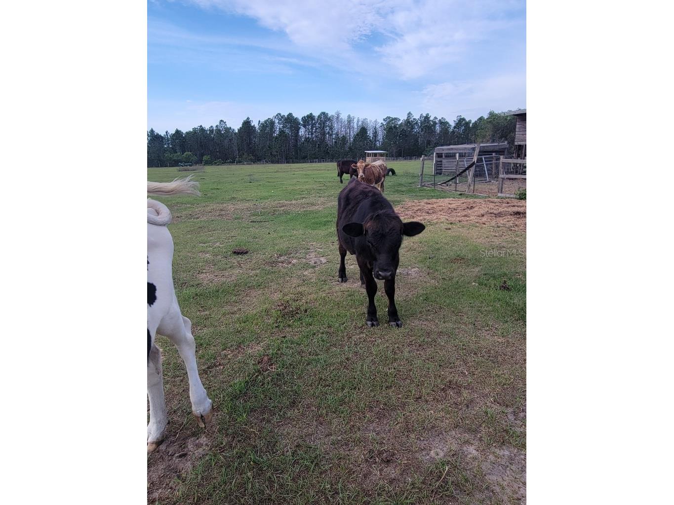 12625 Sweet Hill Road Polk City FL 33868 TB8472834 image26