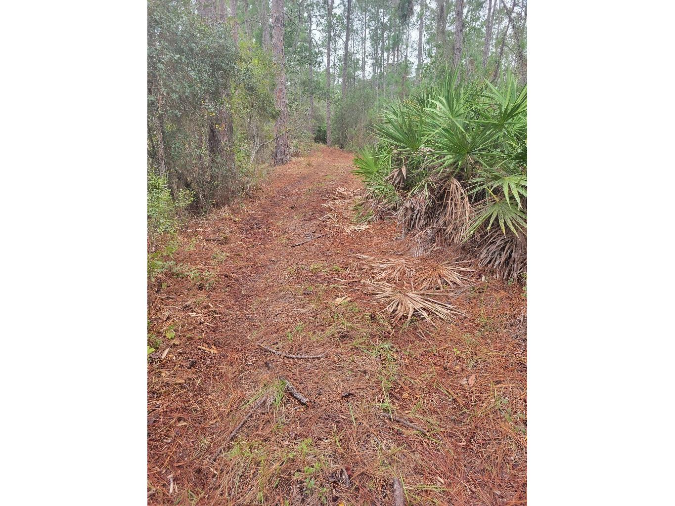 12625 Sweet Hill Road Polk City FL 33868 TB8472834 image28