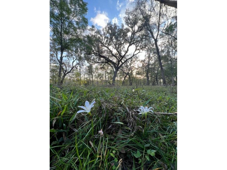 1263 NW 82nd Terrace Bell FL 32619 O6156588 image12