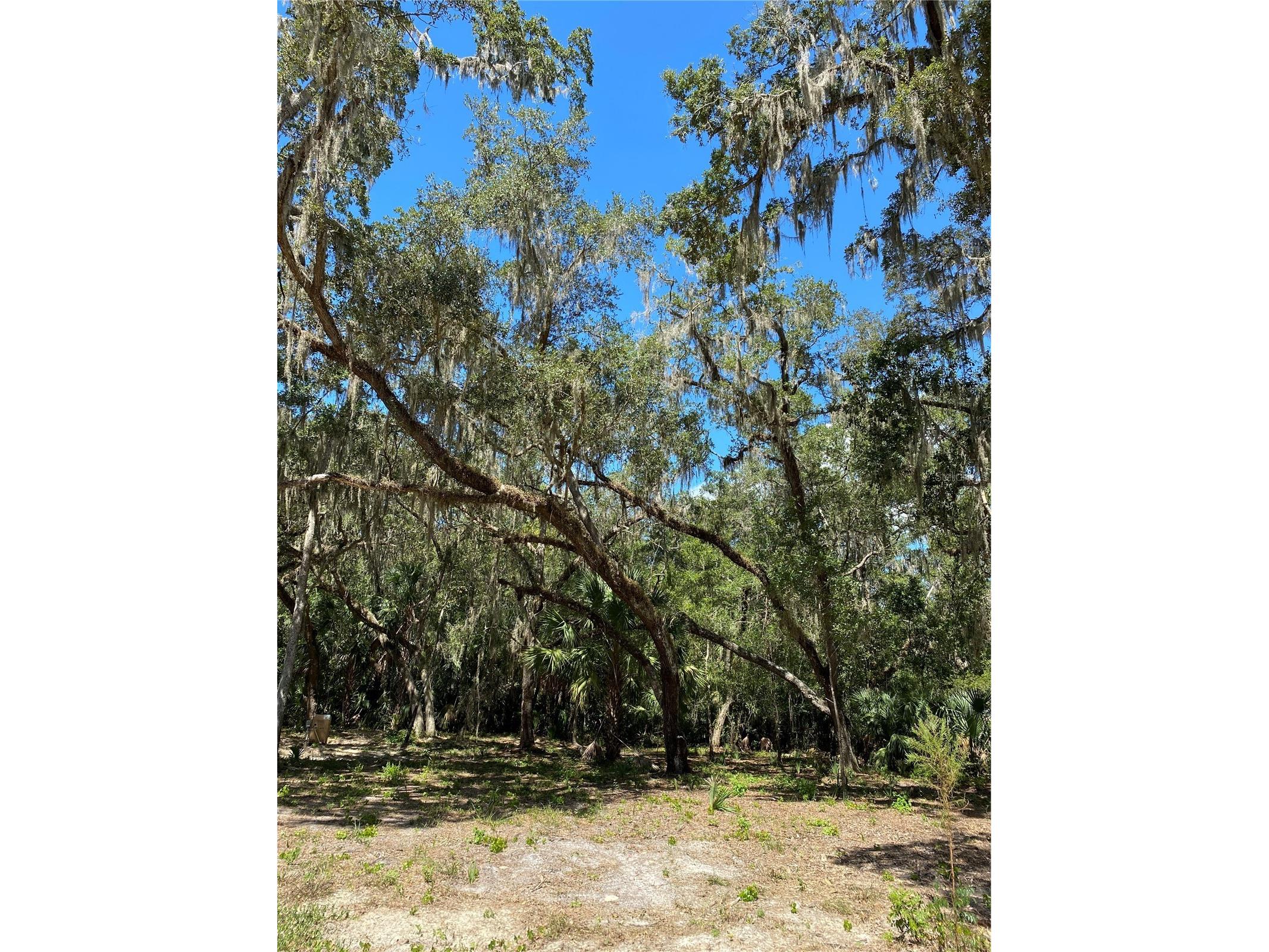 12641 W Amur Maple Place Crystal River FL 34428 O6347468 image1