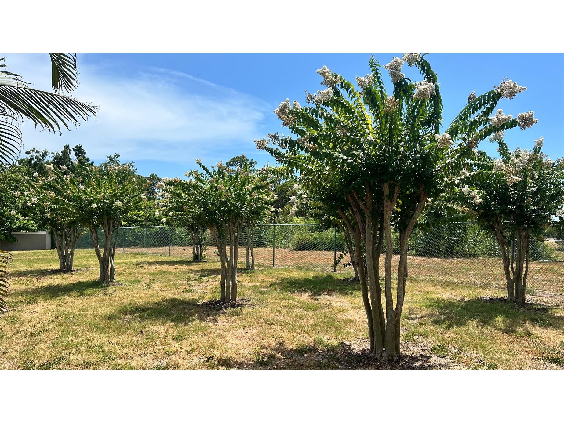 1266 Ribolla Drive Palm Harbor FL 34683 TB8497284 image39