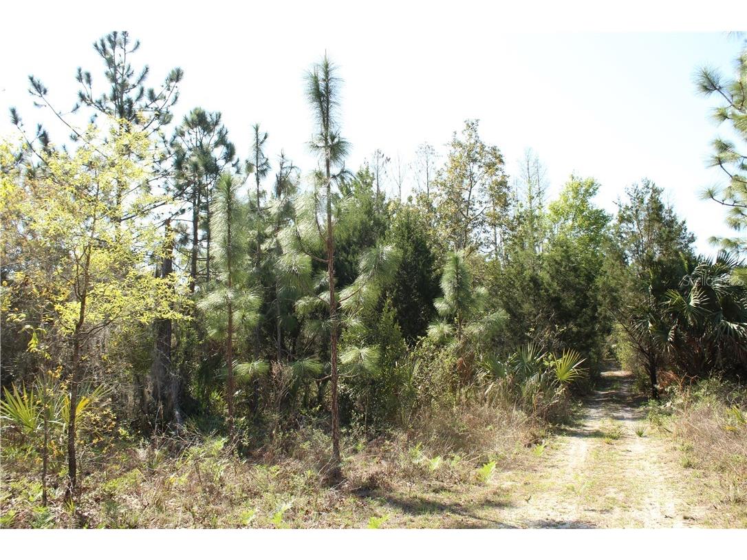 1267 N Jorie Terrace Crystal River FL 34429 W7832087 image3