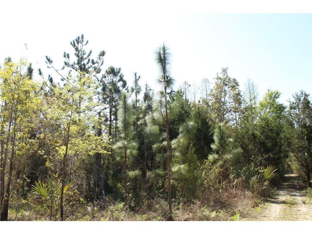 1267 N Jorie Terrace Crystal River FL 34429 W7832087 image4