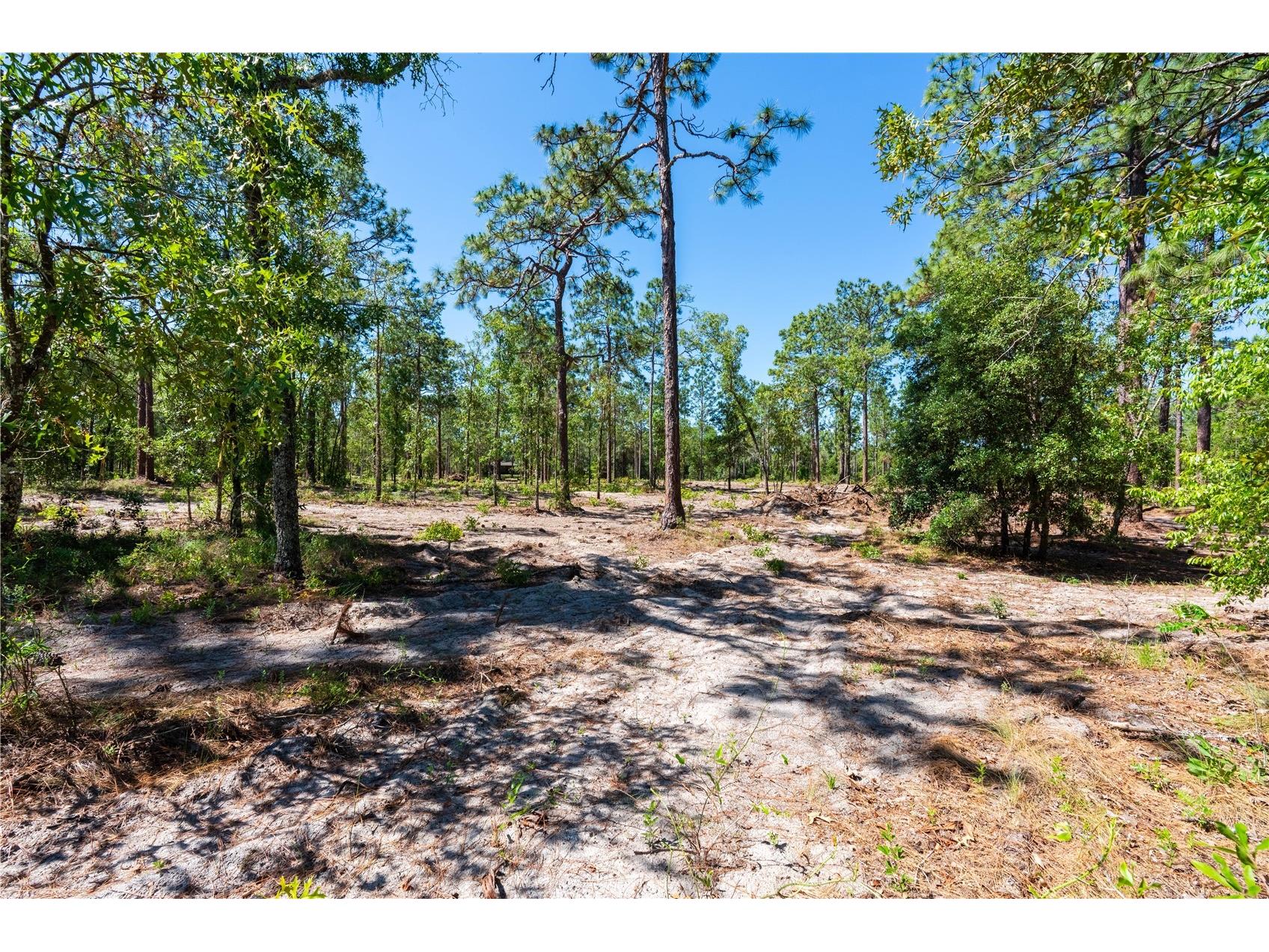 12691 SE 80th Street Morriston FL 32668 O6409355 image20