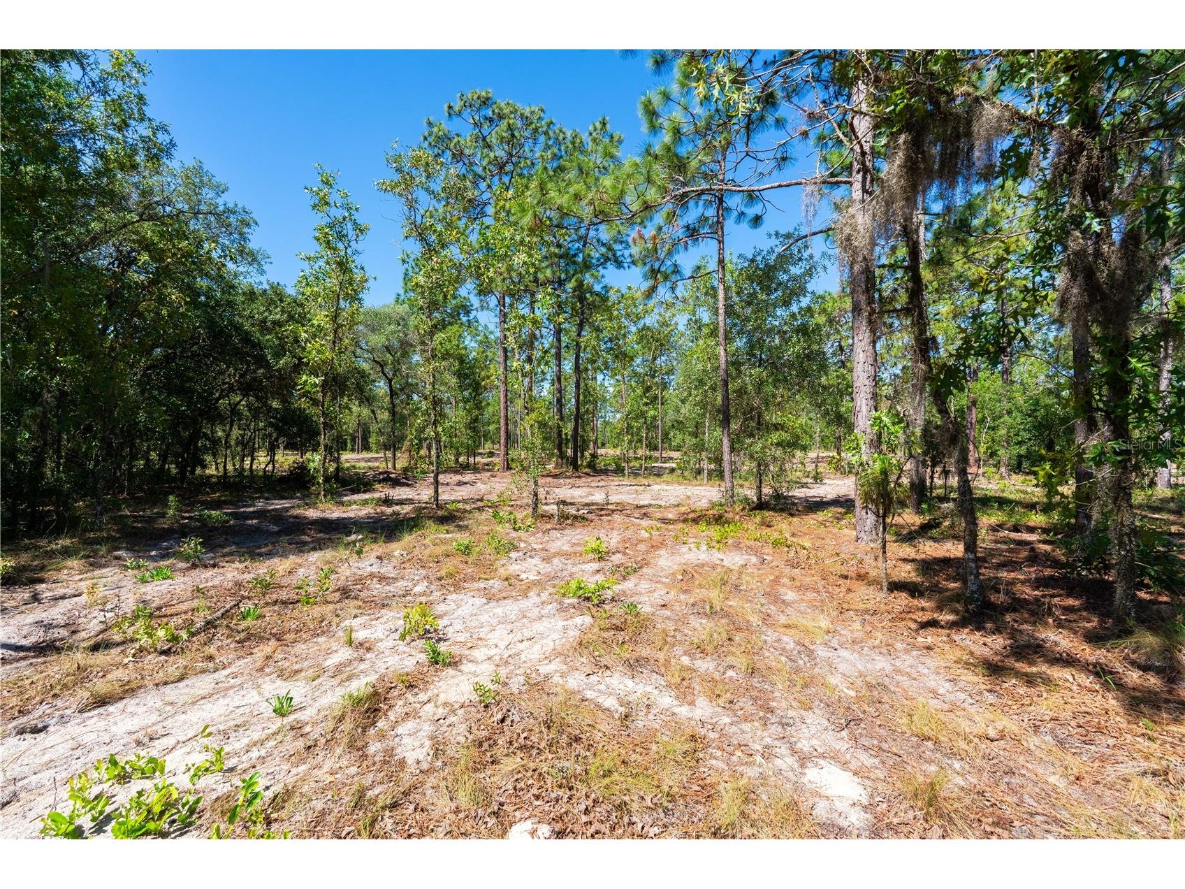 12691 SE 80th Street Morriston FL 32668 O6409355 image21