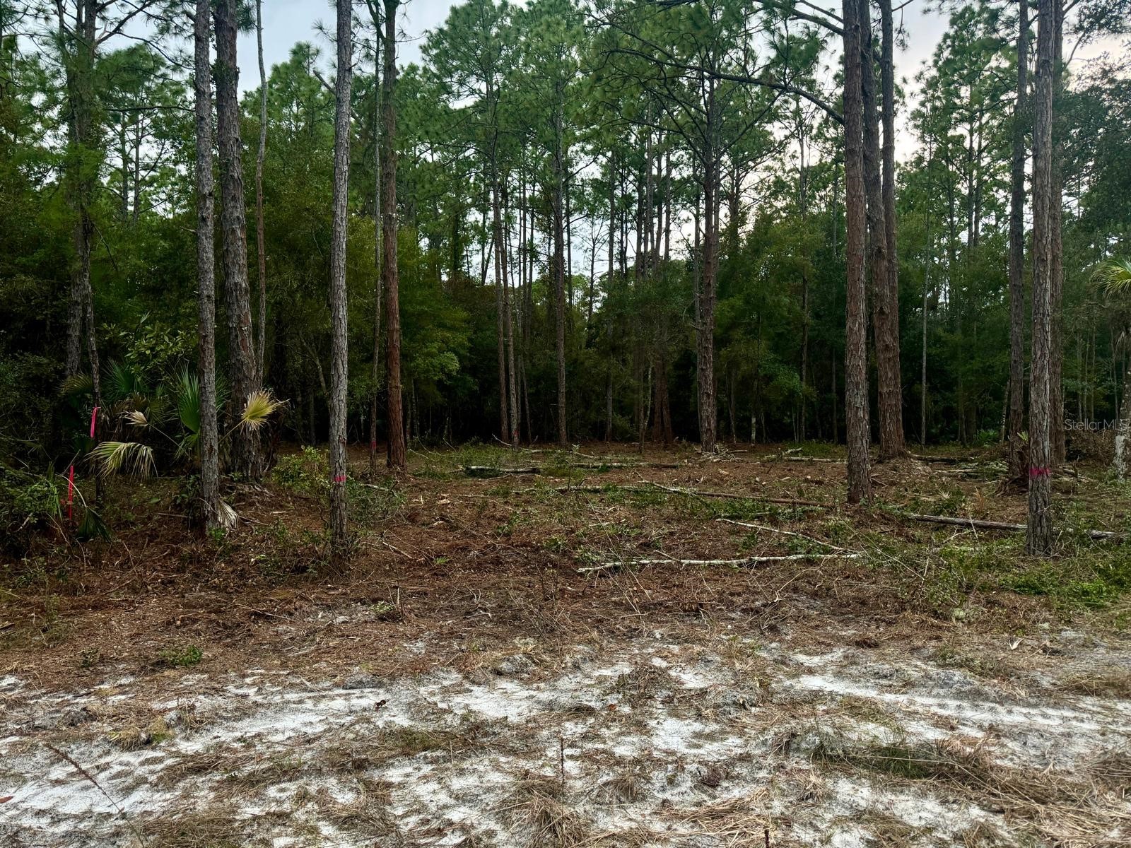 127 Longtree Street Georgetown FL 32139 O6390407 image3