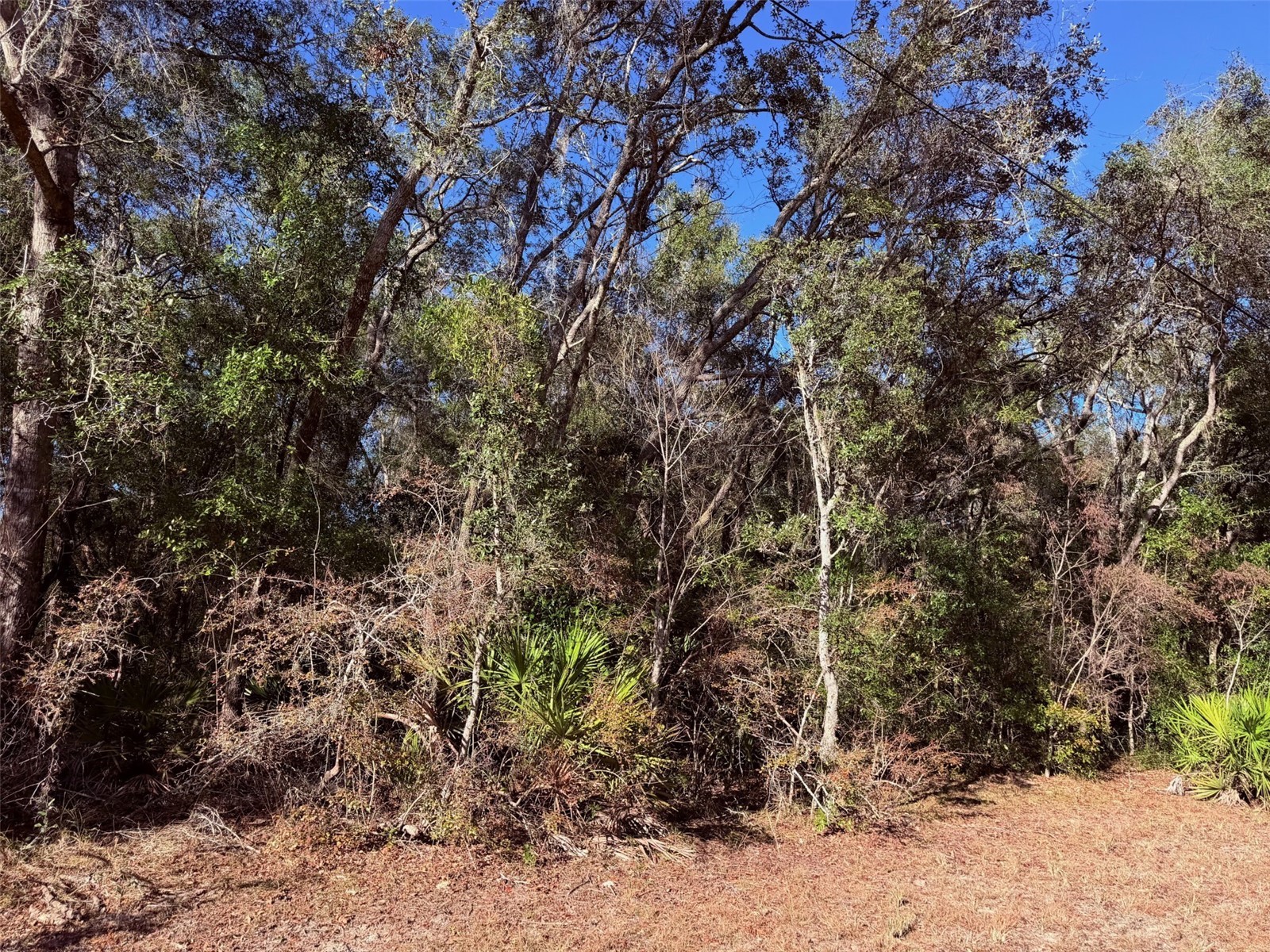 127 SE 930 Street Old Town FL 32680 GC536895 image43