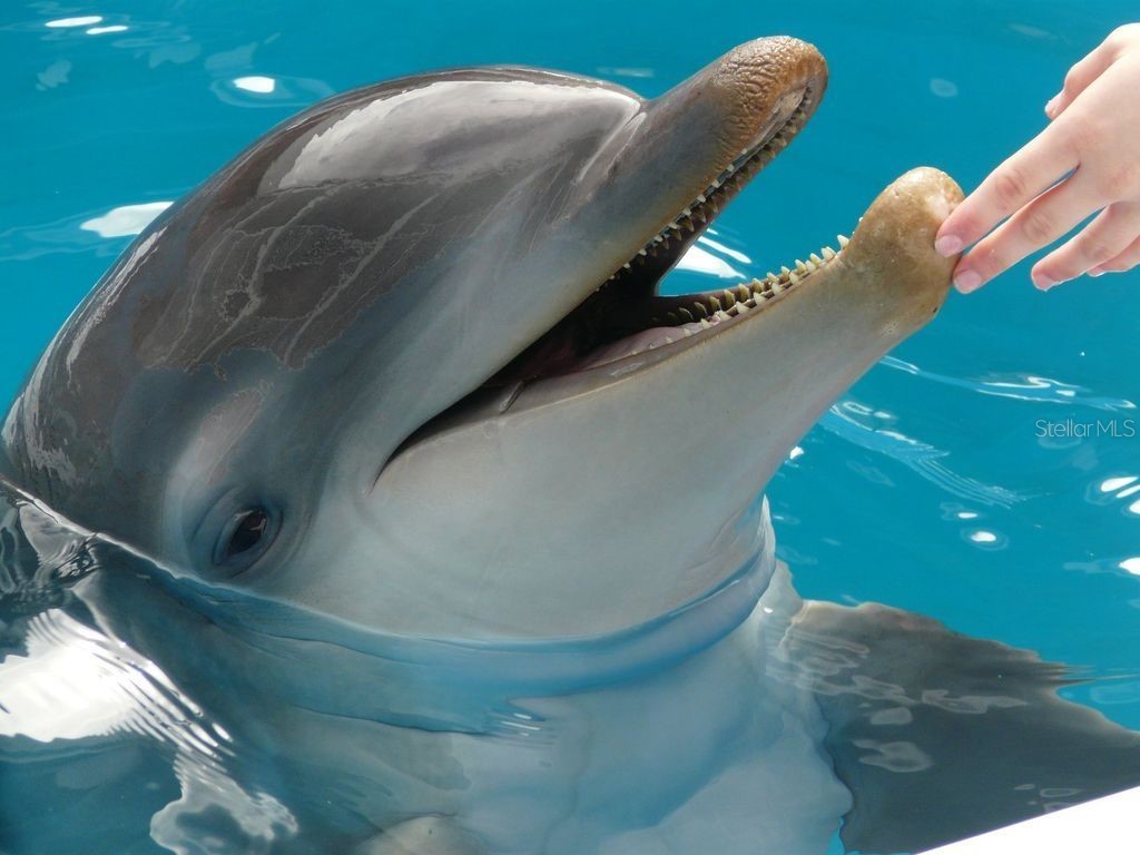 1270 Gulf Boulevard #1206 Clearwater Beach FL 33767 TB8425075 image55