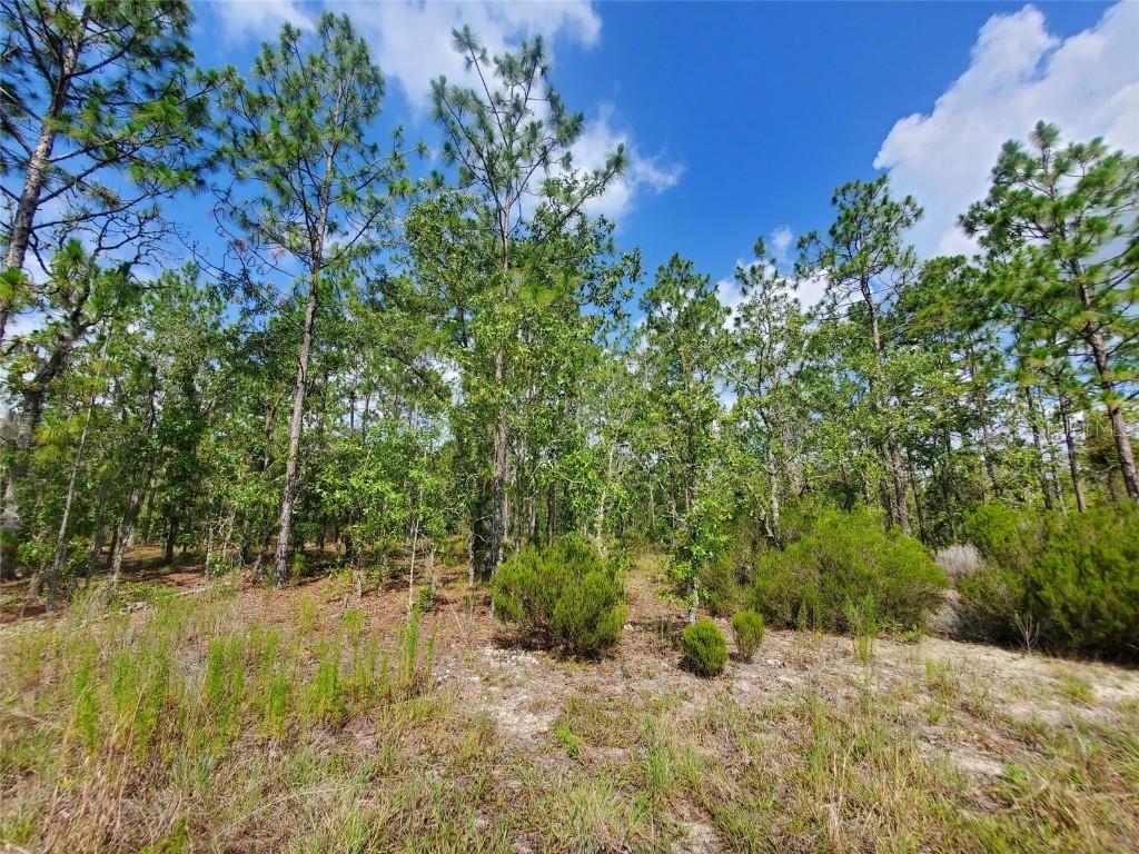 1270 NE 151st Avenue Williston FL 32696 OM706062 image5