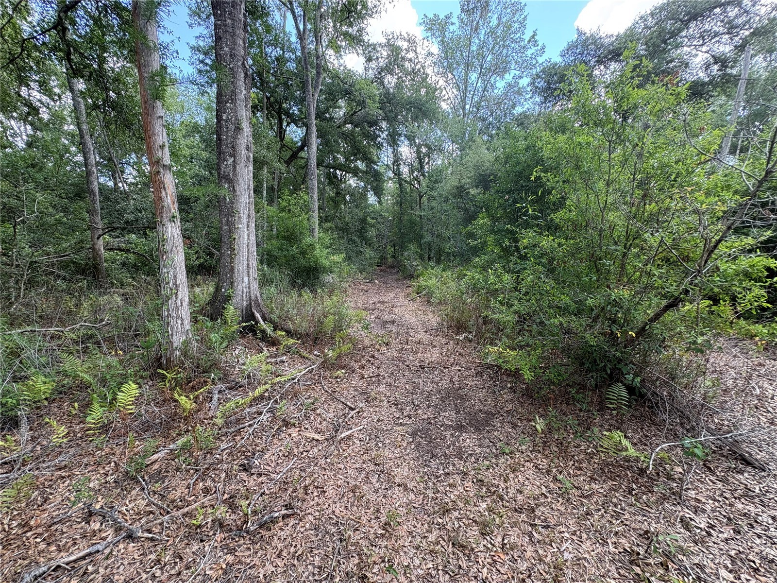 12708 Farmettes Road Lakeland FL 33809 B4902262 image26