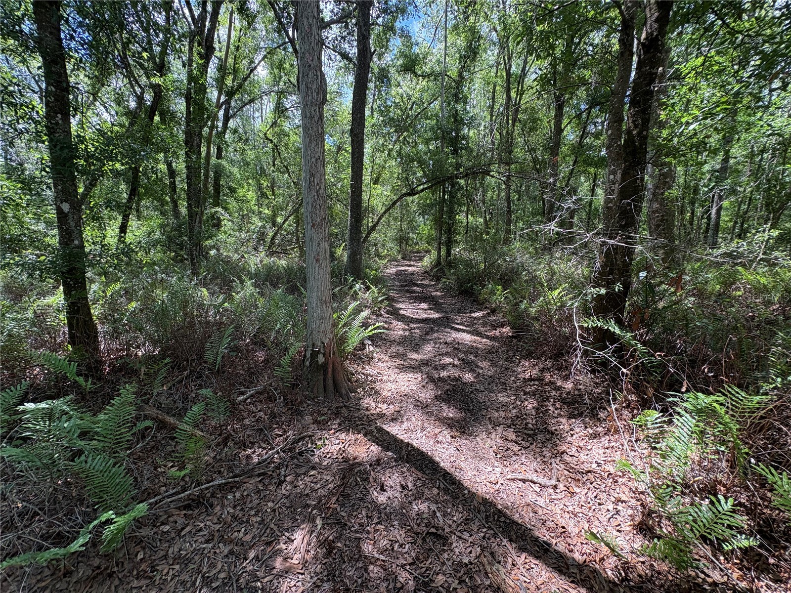 12708 Farmettes Road Lakeland FL 33809 B4902262 image29