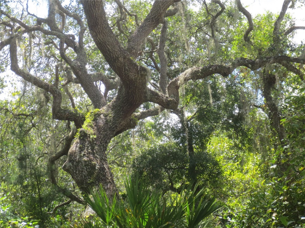 1277 SE 179th Avenue Silver Springs FL 34488 OM684987 image1