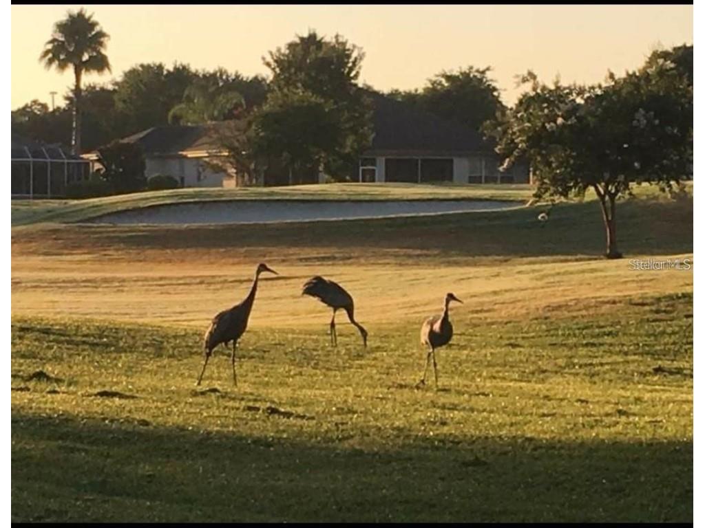 12896 SE 91st Terrace Road Summerfield FL 34491 OM707637 image75