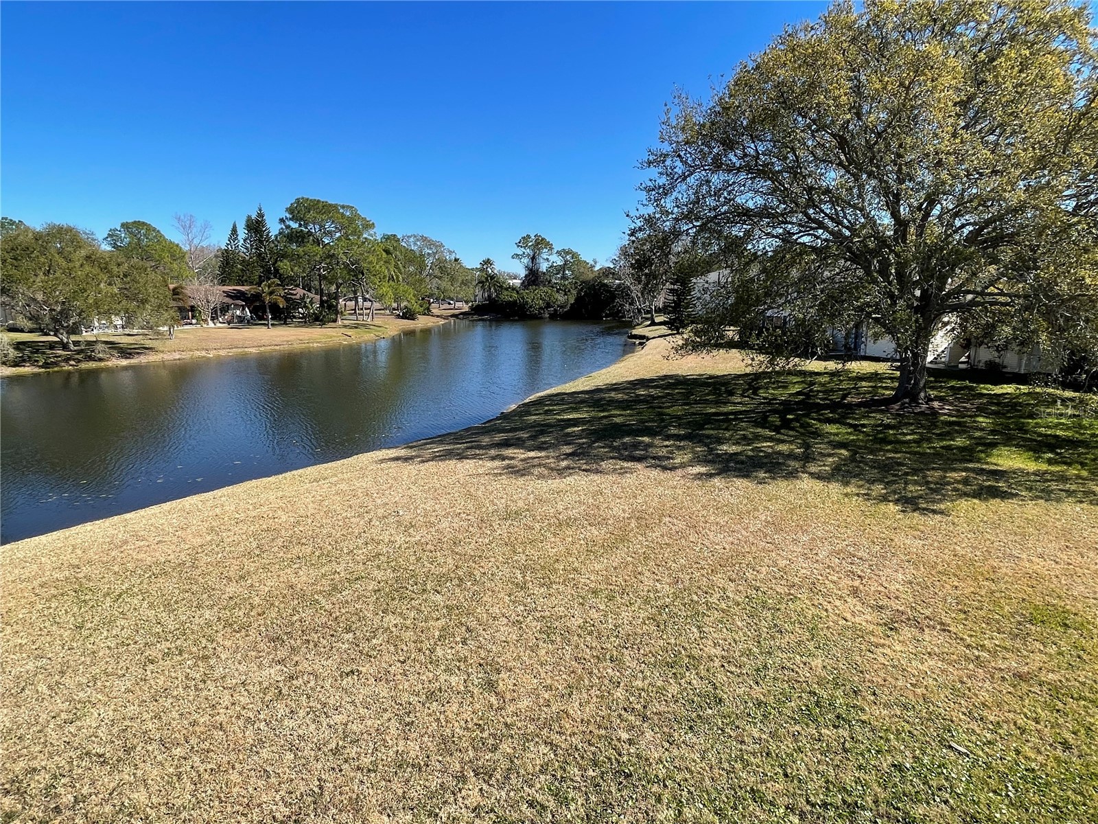 129 Camphor Circle #C Oldsmar FL 34677 TB8474438 image41