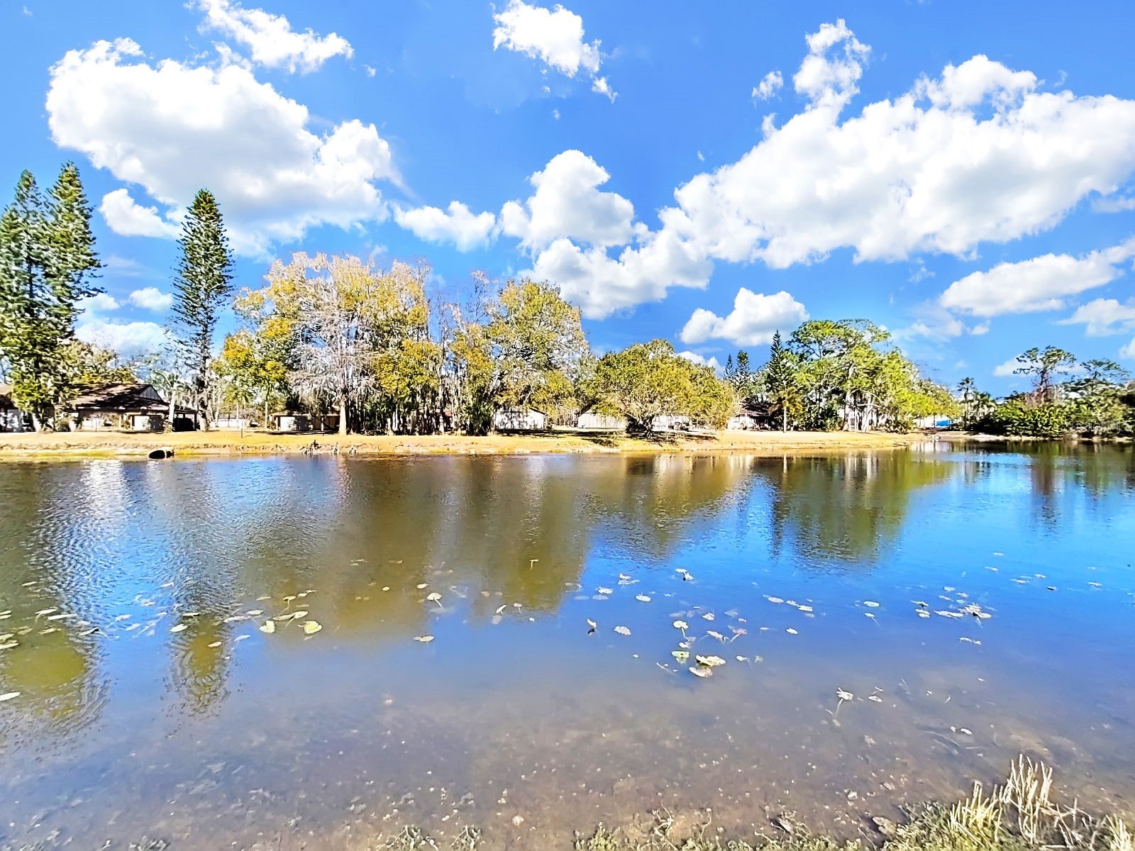 129 Camphor Circle #C Oldsmar FL 34677 TB8474438 image42