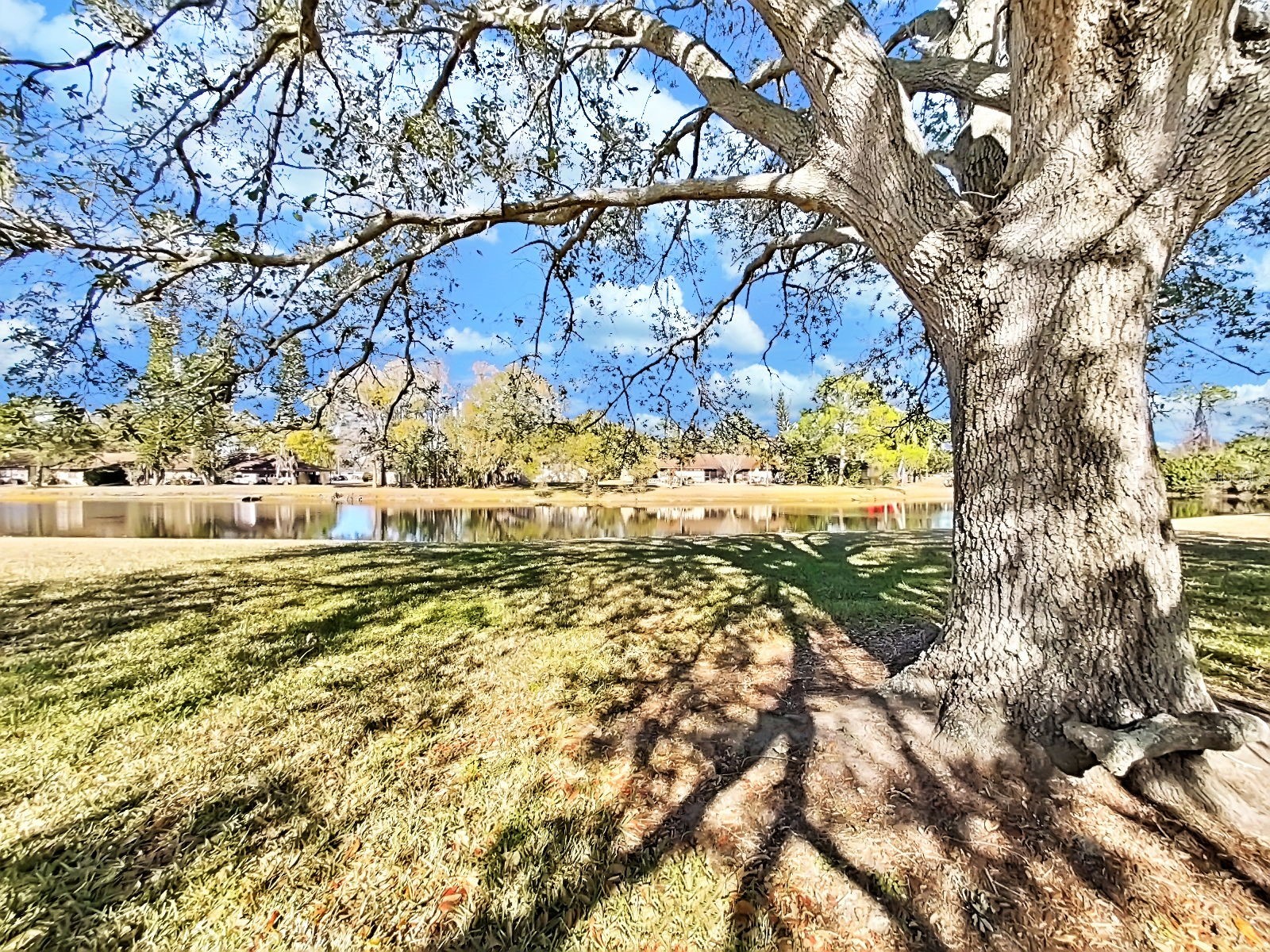 129 Camphor Circle #C Oldsmar FL 34677 TB8474438 image43