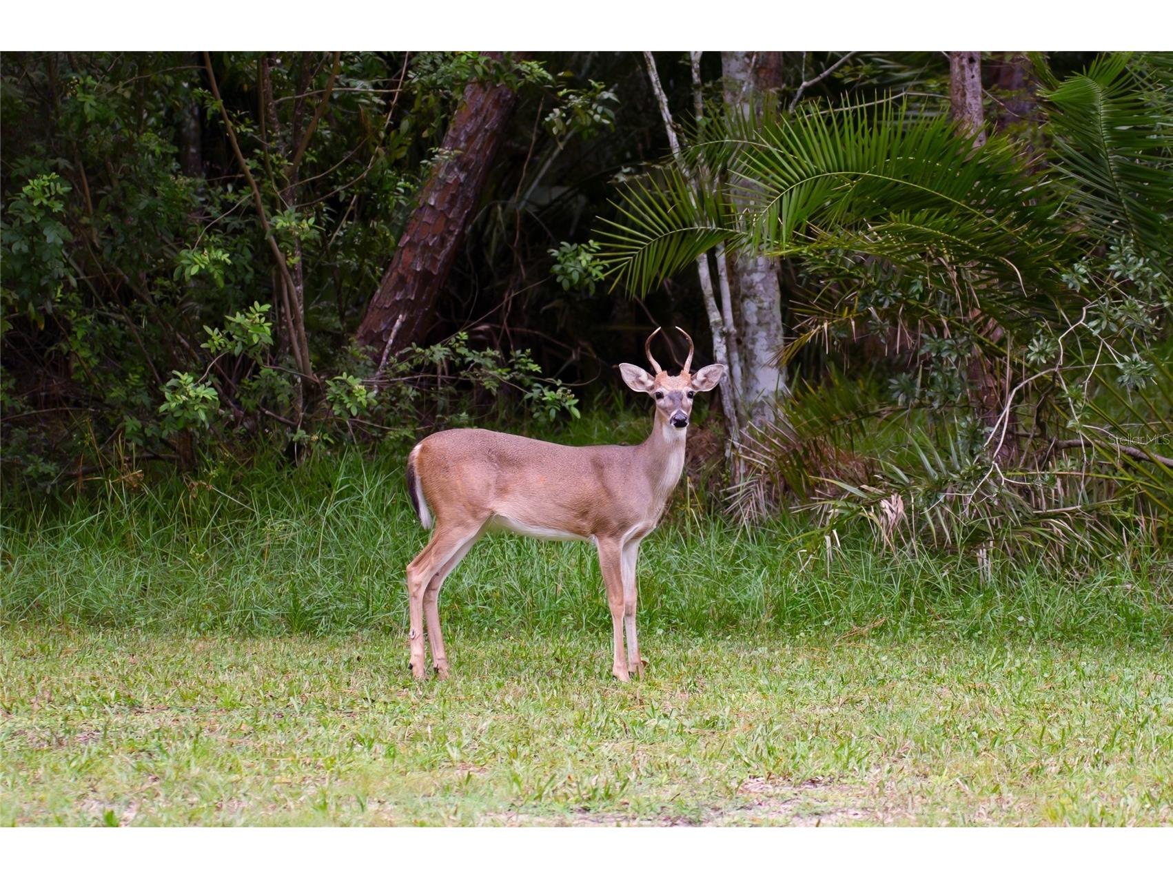 12922 Red Cardinal Drive Odessa FL 33556 TB8433836 image54