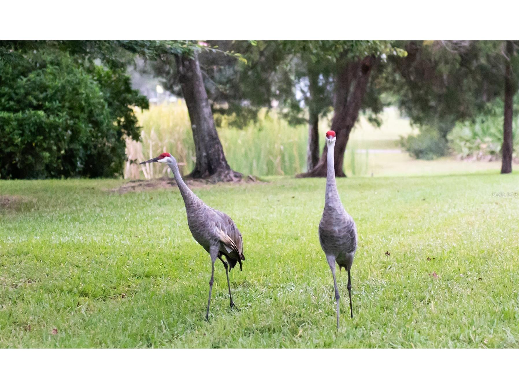 12922 Red Cardinal Drive Odessa FL 33556 TB8433836 image56