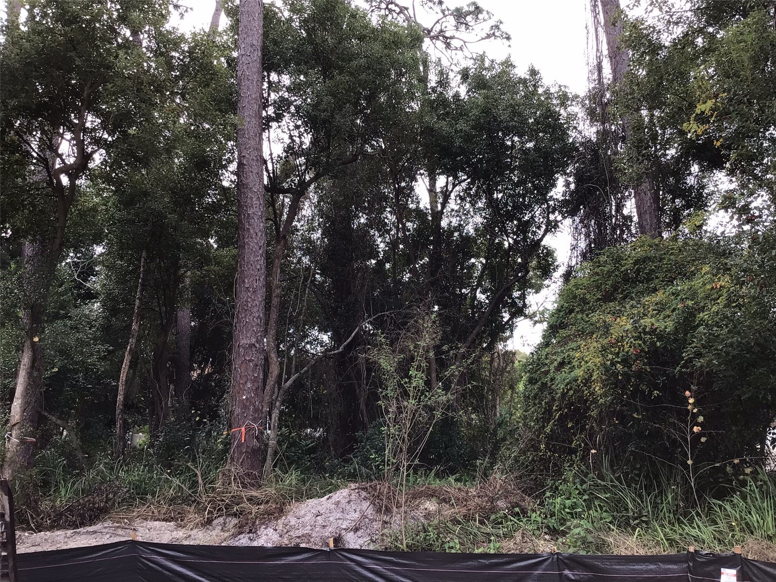 1294 Almaria Court Palm Harbor FL 34683 U8238027 image1