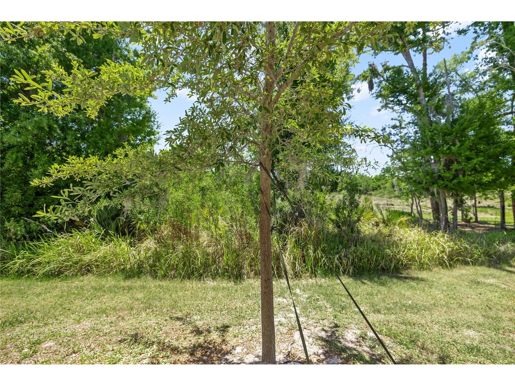 1295 White Fox Run Lutz FL 33549 TB8506695 image33
