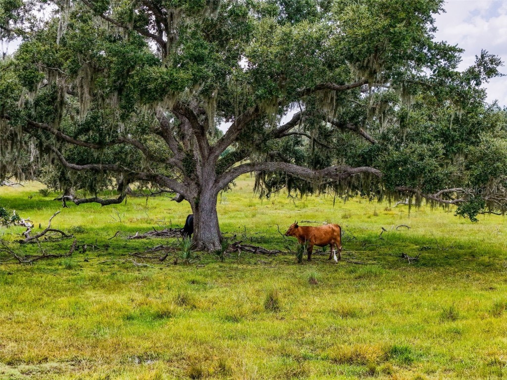 12950 River Road Myakka City FL 34251 A4660831 image21