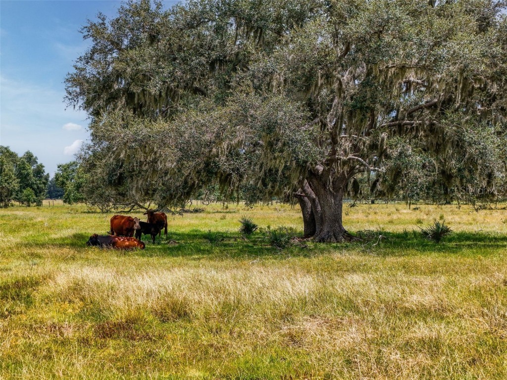 12950 River Road Myakka City FL 34251 A4660831 image27