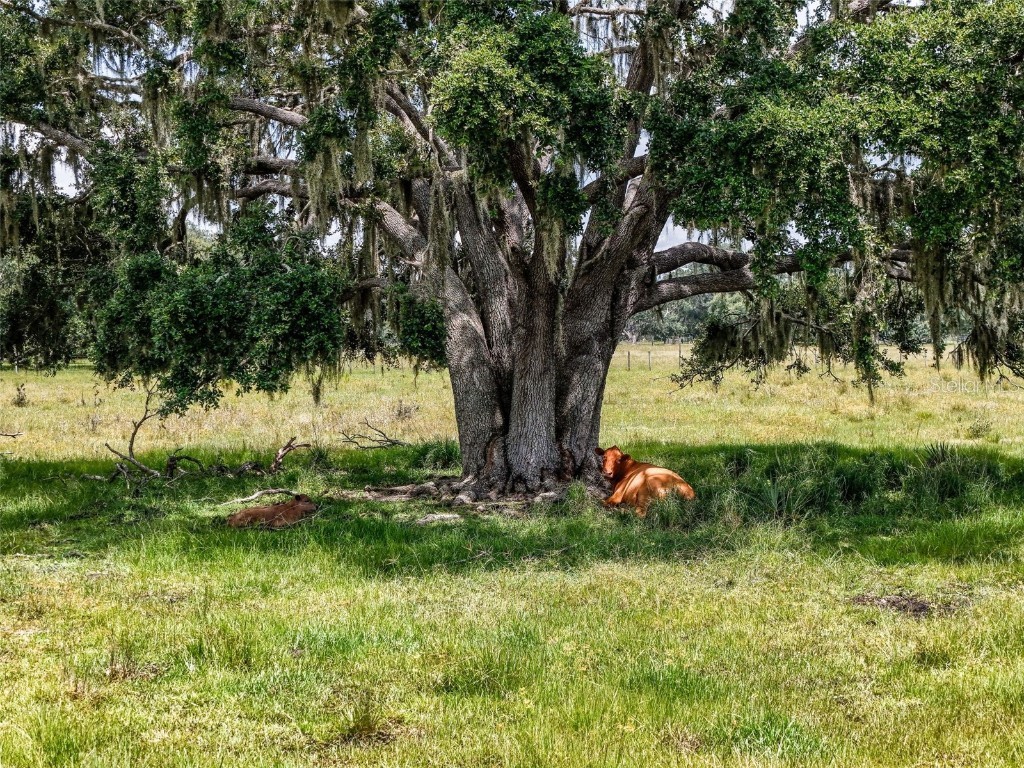 12950 River Road Myakka City FL 34251 A4663153 image13