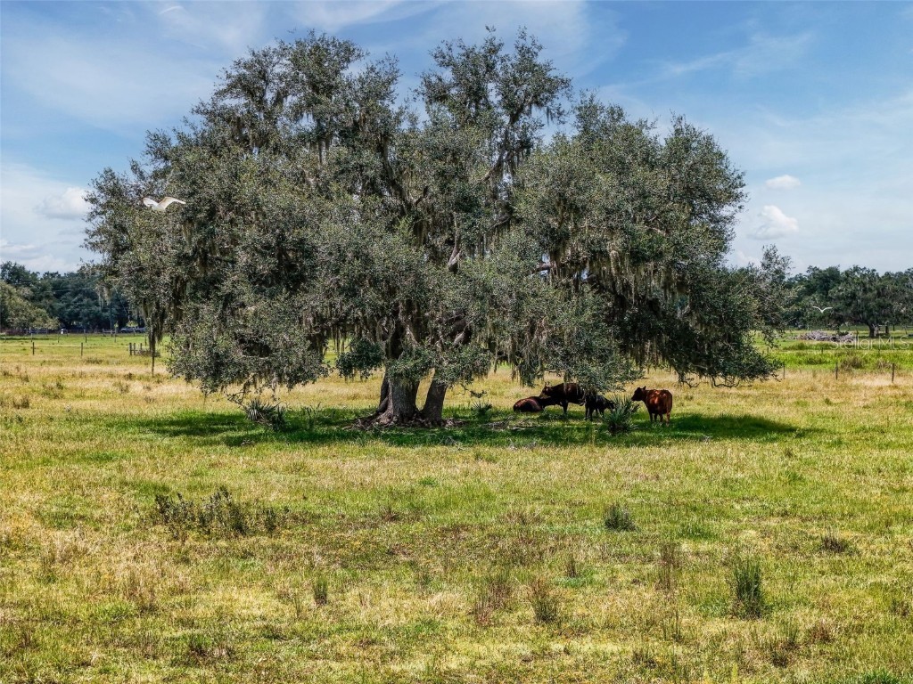 12950 River Road Myakka City FL 34251 A4663153 image15