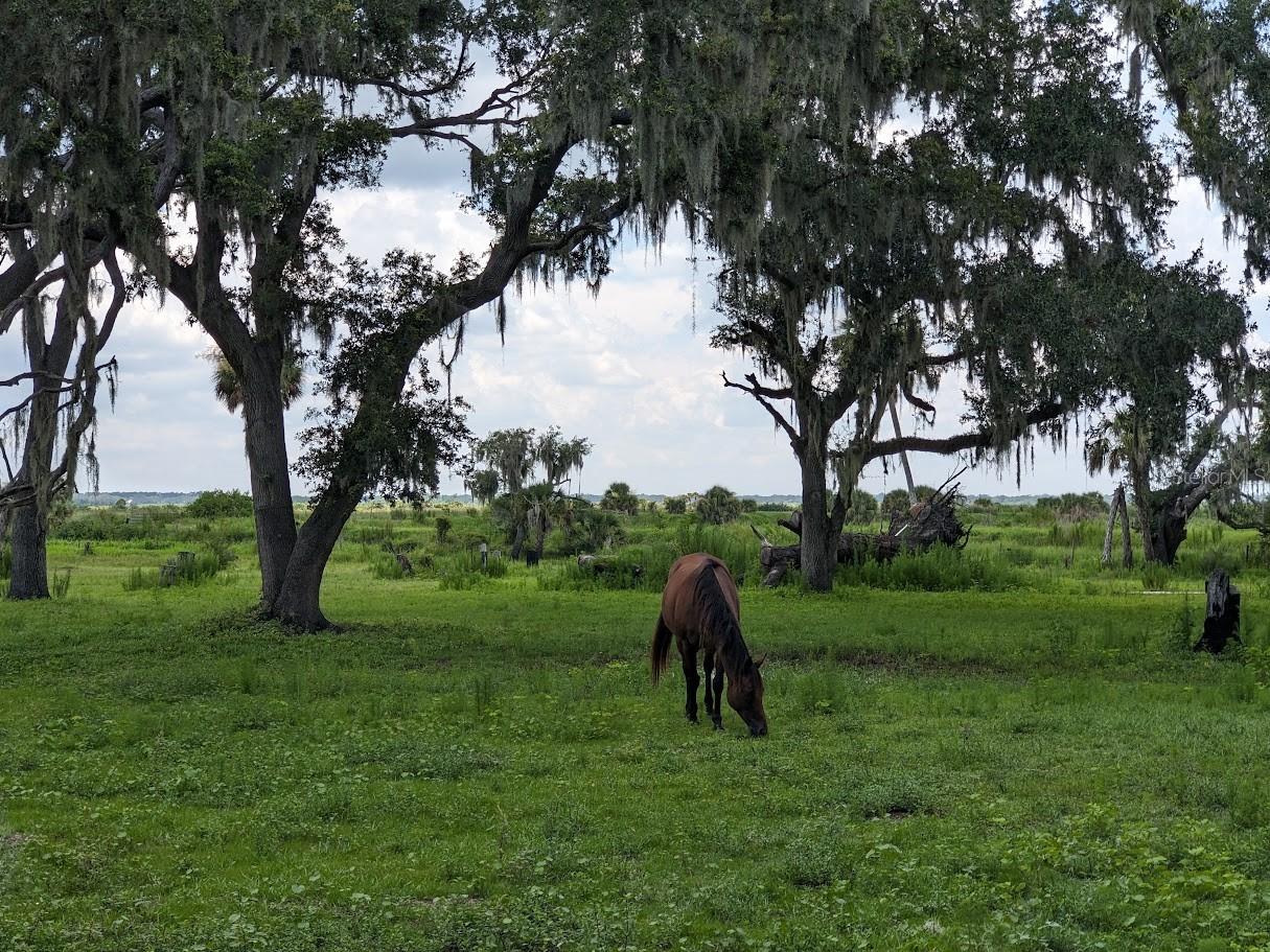 12980 and 12990 River Road Myakka City FL 34251 A4685286 image7