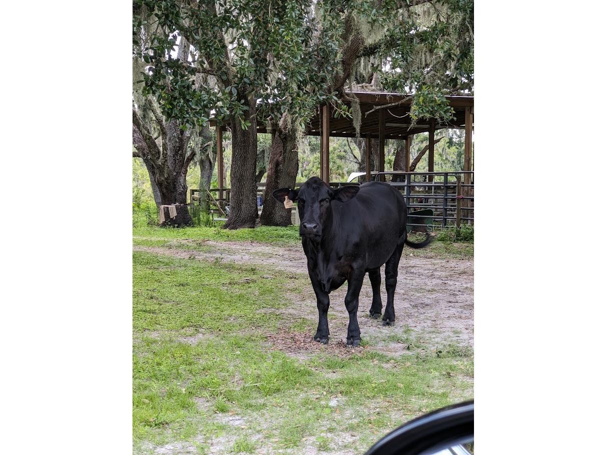 12980 and 12990 River Road Myakka City FL 34251 A4685286 image8