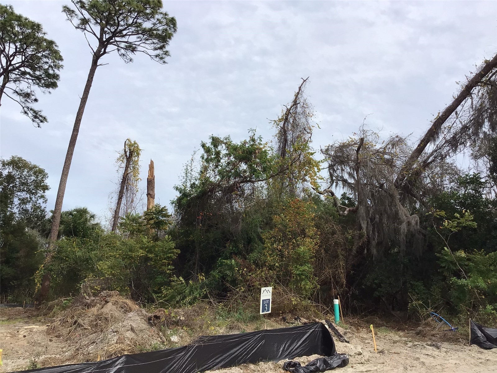 1299 Almaria Court Palm Harbor FL 34683 U8238018 image2