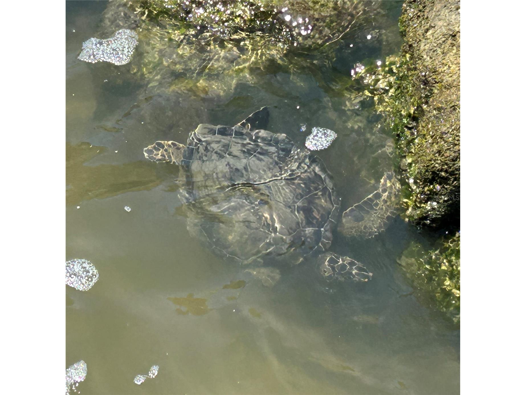 130 Reef Road South Daytona FL 32119 - INTRACOASTAL WATERWAY HALIFAX V4949816 image12