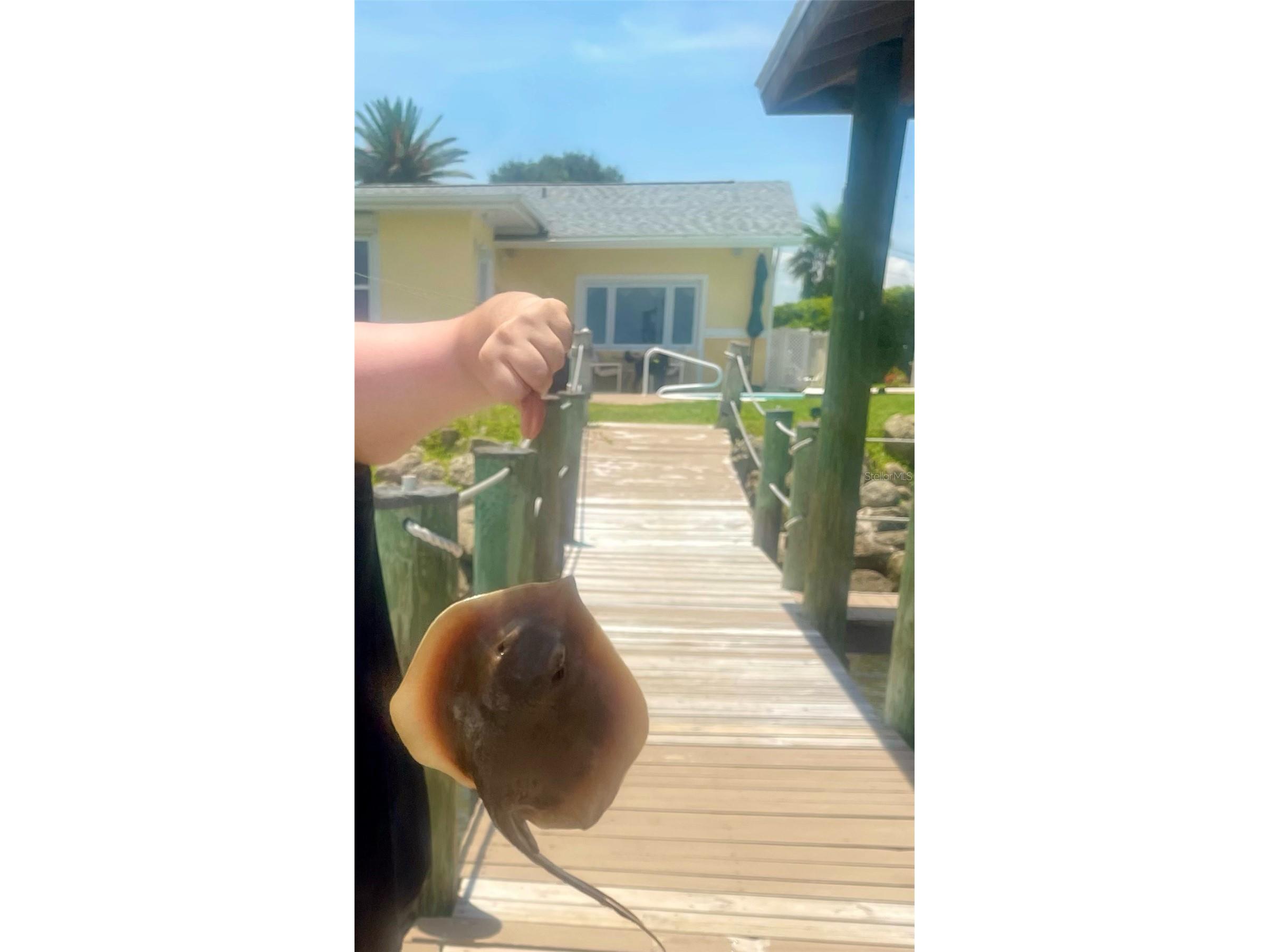 130 Reef Road South Daytona FL 32119 - INTRACOASTAL WATERWAY HALIFAX V4949816 image74