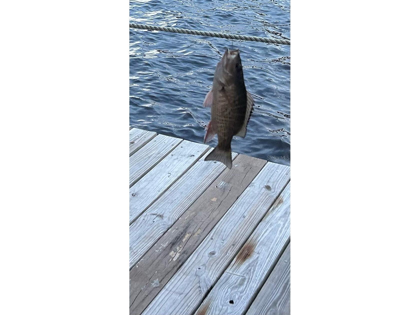 130 Reef Road South Daytona FL 32119 - INTRACOASTAL WATERWAY HALIFAX V4949816 image77